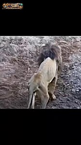 Camera பதிவு செய்த சிங்கத்தின் கடைசி நிமிடங்கள் | Tamil Express