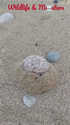 Wildlife Animals Transformation!! Beautiful Cute Animals Transformation!