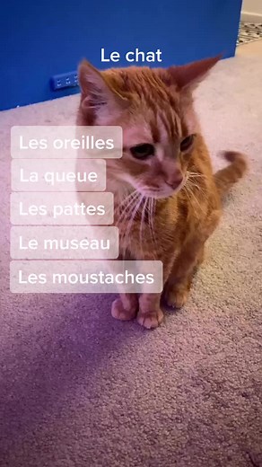 Chats ou Chiens? Apprenez le Vocabulaire Français