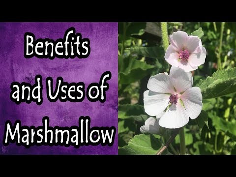 Marshmallow Benefits and Uses (Althaea Officinalis)