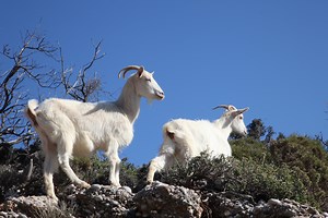 Ευλογιά των αιγοπροβάτων: Σφαγιάστηκαν συνολικά 24.000 ζώα - Τι ισχύει για γάλα και κρέας