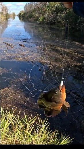 How To Catch An Oscar In The Florida Everglades