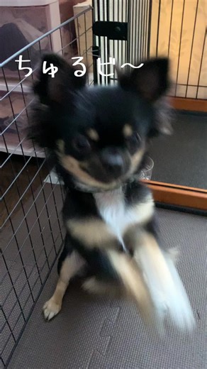 いなばさんのちゅ〜るもちゅるビ〜も大好きなワビ助さん🐕‍🦺#チワワのいる生活