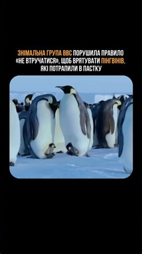 ЗНІМАЛЬНА ГРУПА BBC ПОРУШИЛА ПРАВИЛО, РЯТУЮЧИ ПІНГВІНІВ