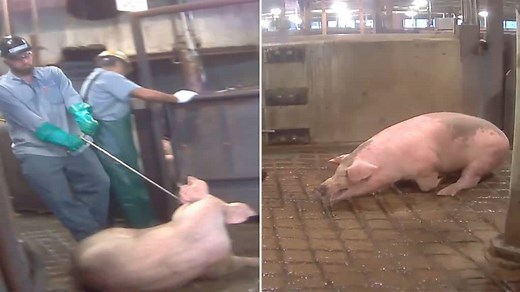 Pig Slaughter - Hidden Camera Exposes High Speed Slaughter of Pigs