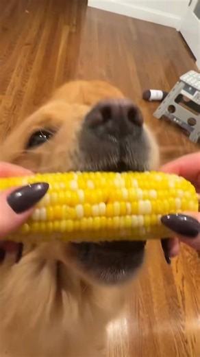 This is Herman. He learned how to eat corn on the cob today. And within 11 seconds, he became an expert. 13/10 (TT: devonjohnson07) (Dogs can have cooked, unseasoned corn, but they should NEVER be given access to the actual corn cob (the hard center piece), as it can easily cause choking or an internal blockage. Herman's human supervised him the entire time, which is what is necessary if you want your pup to try corn) | We Rate Dogs