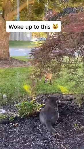 1.1M views · 18K reactions | Cat fights off fox! 力 #cats #crazycat #catfights #fyp | Deals with Cats | Facebook