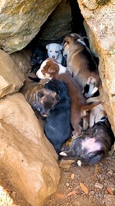 2.2M views · 119K reactions | Woman hears little cries coming from a rock cave and discovers 10 tiny puppies  | The Dodo | Facebook