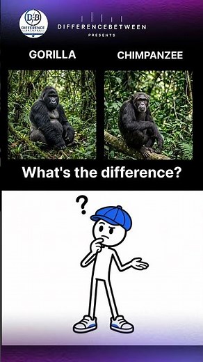 Gorilla vs Chimpanzee 🦍 The Difference Explained