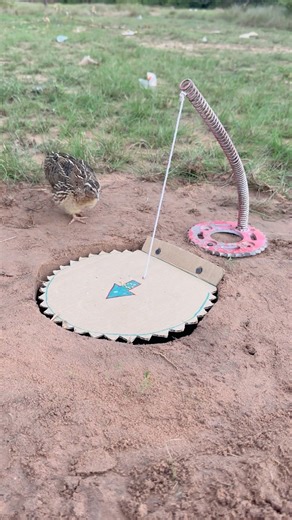 Unique creative quail trap #shorts