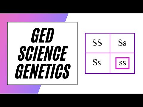 GED Science – Punnett Squares!