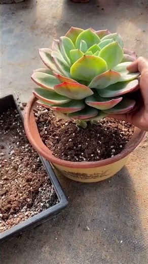 How to Repot Succulents the Right Way | Step-by-Step Guide 🌱✨