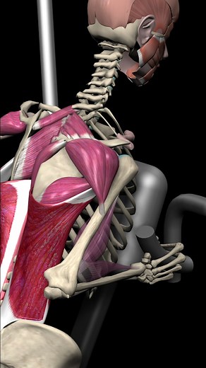 Master the Seated Row for a Stunning Back! 🌟 This exercise primarily targets the latissimus dorsi, the muscle that creates the impressive "wings" on your back. 🦢💪 Though the latissimus dorsi is the primary focus, remember, achieving those standout results involves a team effort from several muscles. Let's take a quick look at the muscles in play. 👉 Primary mover: The latissimus dorsi, the main muscle worked, is responsible for shoulder extension, giving you that powerful back. 👉 Synergists: