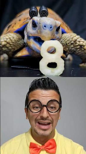 desafio da idade #cute #turtlewatching #tortoise #turtle #funny