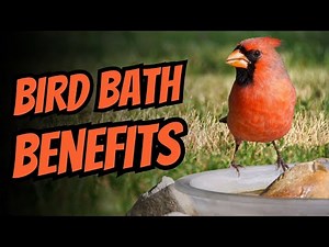 8 Reasons to Have a Bird Bath