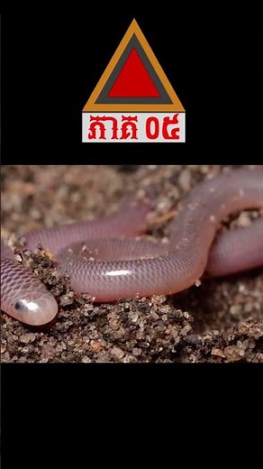8 ពស់ដែលចម្លែកនឹងកម្របំផុតនៅលើលោក Top 8 strangest snakes 5