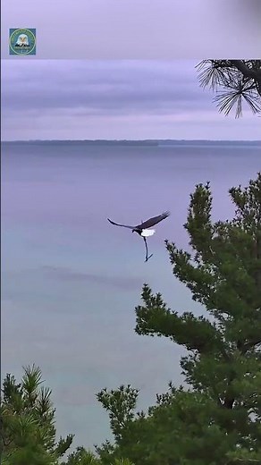 Harry or Harriet: Eagle Carrying Another Stick North! 🦅😯 9-15-26