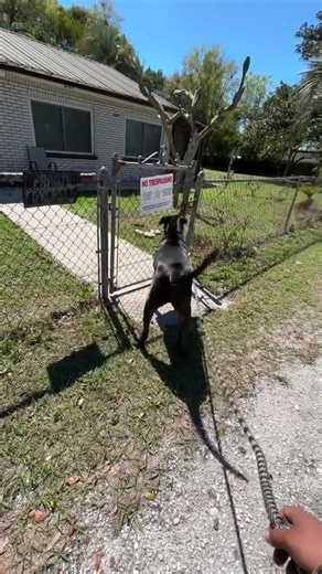 Eli and rocky are bfffs, can you tell #fyp #shorts #dogs #bigdog #life