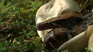 Pythons Hatching Stock Footage Video (100% Royalty-free) 1394149 | Shutterstock