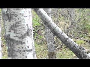 Fishful Thinking - Apex Salmon and Live Target Pike