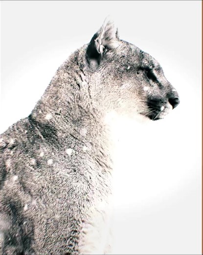 puma #fyp #nature #animals #cat #puma | Puma