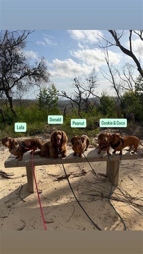 K9-PT on Instagram: "Little legs out & about today Literally as we were walking & talking about snakes Brin nearly stepped on a huge diamond python sun baking 🐍"