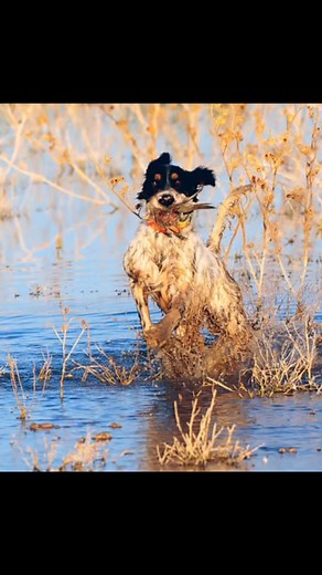 Dove shooting in a desert tank on the Mexican border. | Jornada Setters