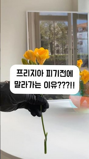 프리지아 피지도 않았는데 말라버리는 이유 ?!! #florist #프리지아 #flowers#후리지아#꽃관리법#꽃오래보는법#프리지아꽃다발#후리지아꽃다발#꽃다발#꽃선물