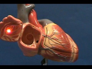 Heart Model II - Right Atrium