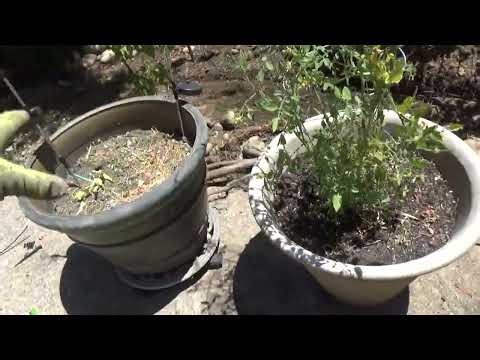 Drip Irrigation for Beginners