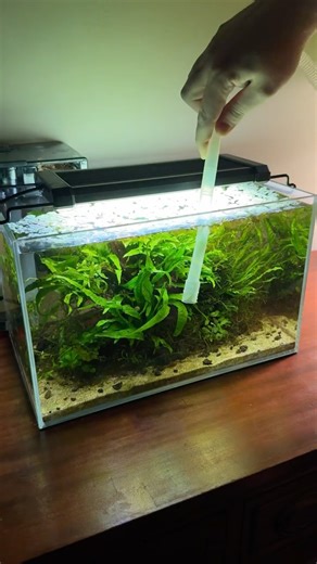 4 Gallon Low Tech Java Fern Aquarium