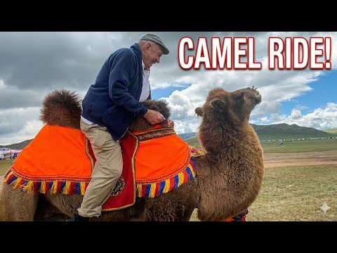 Dangerous riding on a double humped camel | Mongolian camel | Fearful riding
