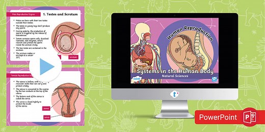 Systems in the Human Body: Human Reproduction Organs PowerPoint