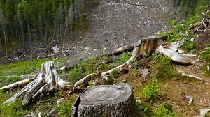 Felled forest in the Ukrainian Carpathians. Ecological catastrophy