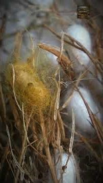 How Silk is Made | Traditional Sericulture & Silkworm Life Cycle #shortvideo #shorts #shortsviral