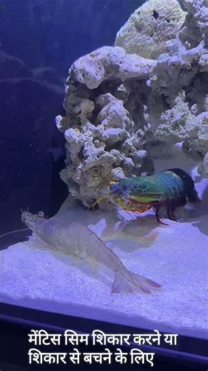 mentis shrimp punch 🦐 #mentis #facts #punch #shokwave