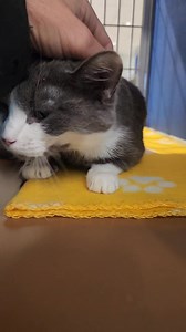 Elsa is beautiful gray and white girl with the most adorable markings. She is around 3 to 4 years old and extremely sweet. She loves giving and getting affection and would make a wonderful addition to your family. We aren't sure if she's ever been around dogs but we do know she's lived with other cats. You can come and meet Elsa today between 12:00 and 4:00 p.m. at the Spotsylvania Animal Shelter in Fredericksburg, Virginia. Please be sure to bring a carrier with you to take her home. 🩶 | Spots