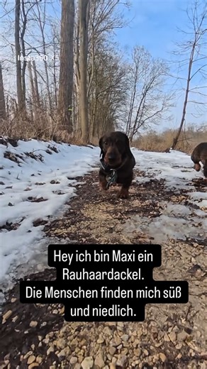 Rebecca&Team | Hundeschule, individuelles Hundetraining Ulm on Instagram: "🐕Rauhaardackel - einer der neuen Modehunde der viel zu oft maßlos unterschätzt wird. ➡️Klar sind die süß, niedlich und kuschelig aber eben auch Jagdhunde - Selbstständig jagende Hunde die Raubwildscharf sind, Füchse aus ihrem Bau jagen und zur Wildschweinjagd eingesetzt werden. ➡️klar können Dackel unfassbar liebe Familienmitglieder werden aber sie bringen eben jede Menge Potential mit echt garstig zu sein und ihre Dinge