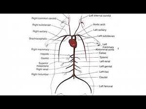 Circulatory System of Rat