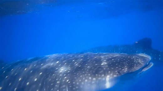 Where do whale sharks mate? The search to learn where the magic happens for the world's biggest fish