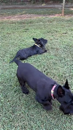 We’ve been BUSY doing Scottie things! 🫶🏼Neiman left Miss Lisa’s house and joined his foster family (not Rudder and Hoppy- a different foster). Well, it was love at first sight and he’s HOME. We couldn’t be happier about the perfect fit. Thunder continues to thrive in foster care. We are working closely with our veterinary team (including dermatology specialists) to clear up a minor infection and simplify his ongoing treatment needs a bit. He’s responding SO well to everything and loves running