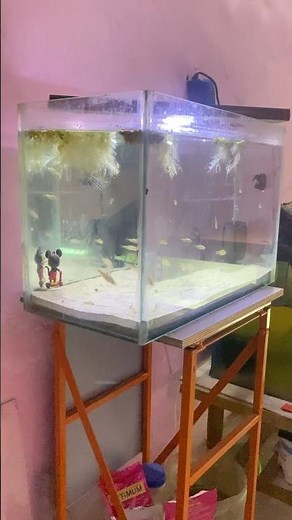 How I Set Up My New Aquarium Tank (Step By Step) 🥰
