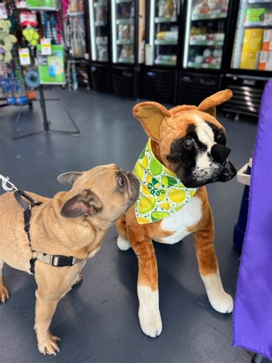 1.1K views · 25 reactions | We had a great time at Pet Supplies Plus...