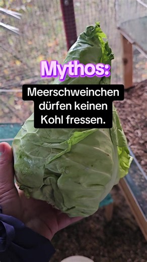 Kohl für Meerschweinchen: Gesund und vielseitig!