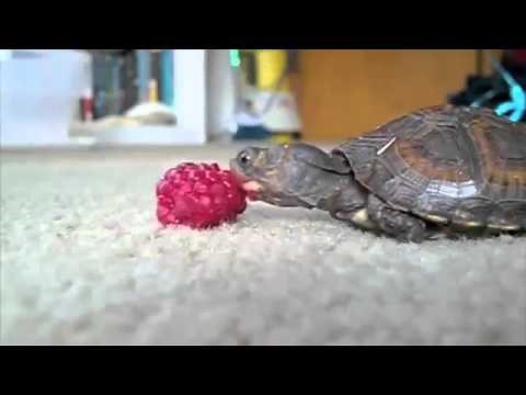 Baby Turtle Eating A Raspberry (Song A Day #1274)