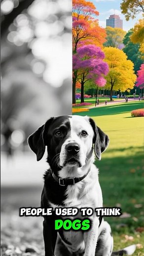 Dogs Don’t See Black & White — Here’s How They Really See Color 🐶🌈