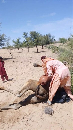 مشهد مؤثر في الصحراء: فتاة تغسل جملاً بالماء من الجرة لتبريده في حرارة الصيف الشديدة