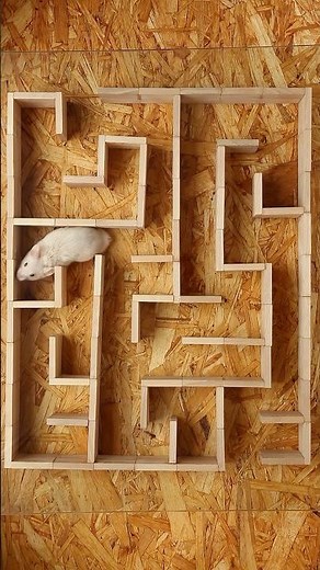 Hamster Maze Escape 😍