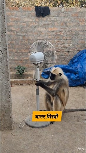 बानर मिस्त्री #funny #thetharpuns #shilpisaroja #comedy