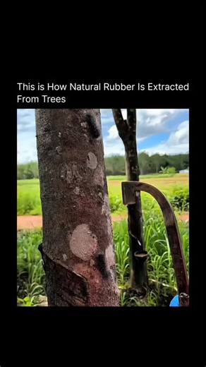 ThinkOry | Knowledge Bites | Natural rubber comes from the milky white liquid called latex found inside rubber trees (Hevea brasiliensis). In the video, you’re seeing a... | Instagram